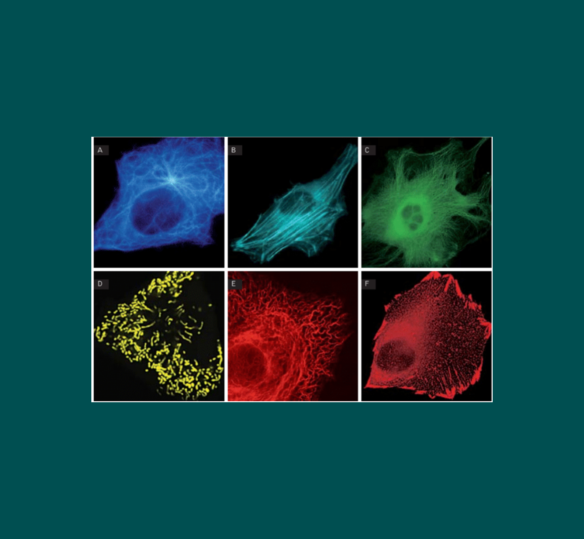 Basic fluorescent proteins