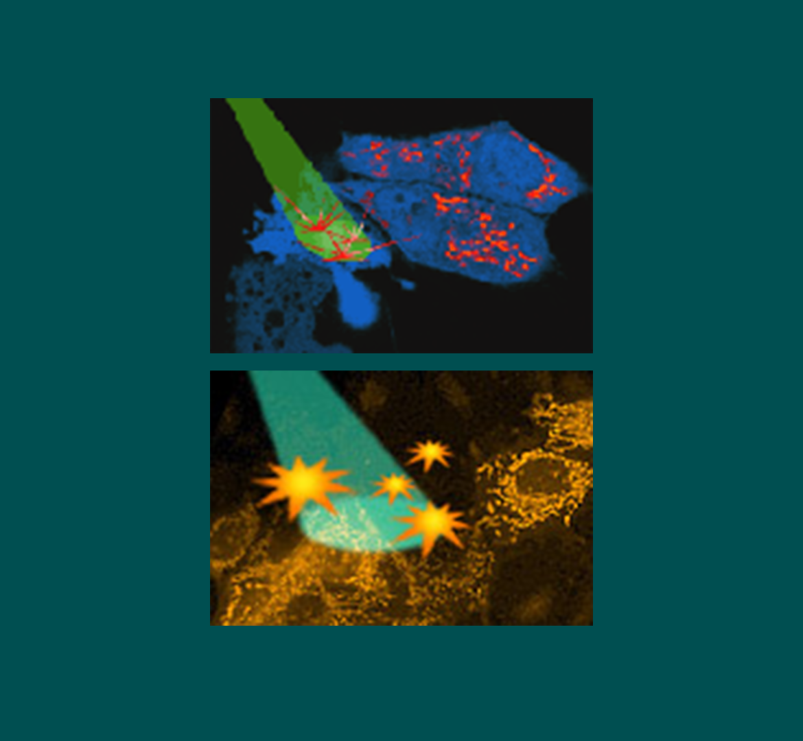 Genetically-encoded photosensitizer